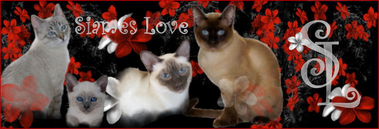 Siames Love