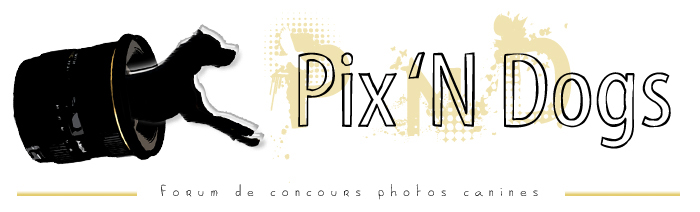 Pix 'N dogs