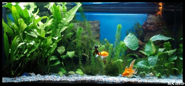 L'aquarium idéal pour le poisson rouge - Poisson Rouge - Le Blog