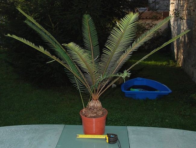 dioon_10.jpg