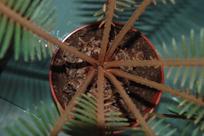 dioon_11.jpg