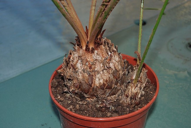 dioon_12.jpg