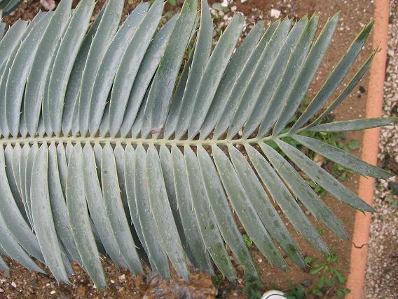 enceph11.jpg