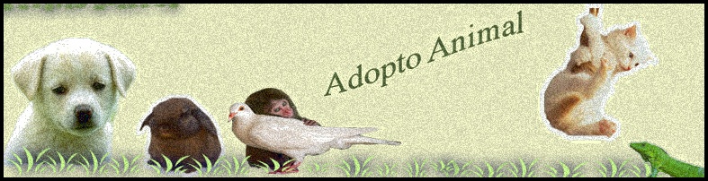 Adopto Perro.