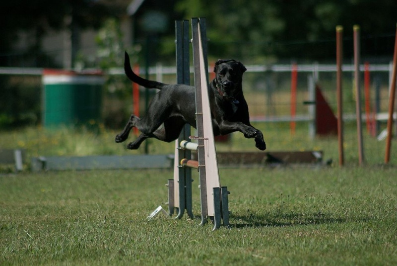 site de rencontre pour chien gratuit