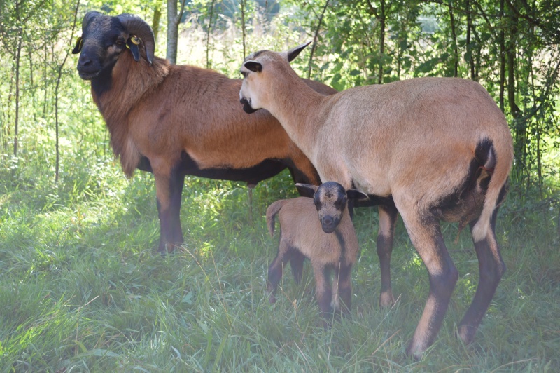 Comment S appelle La Femelle Du Mouton A réserver femelle de Mouton du Cameroun