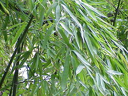 bambou11.jpg