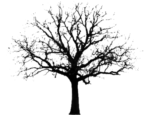 http://i73.servimg.com/u/f73/11/13/05/39/arbre_10.jpg