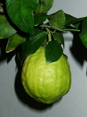 citrus10.jpg