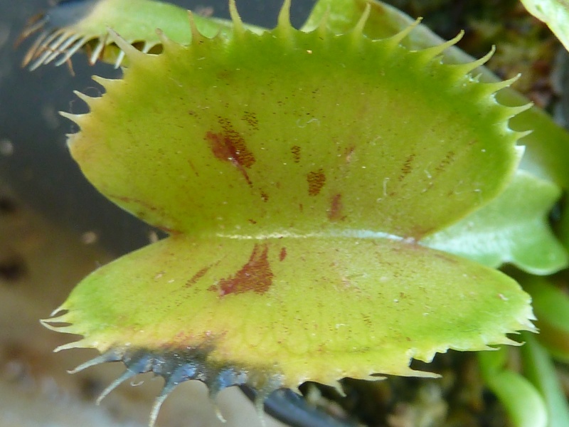 Dionaea Flat Spotted aka 'Low Giant' X 'Big teeth red Giant' : Photos ...