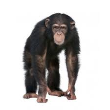chimpa10.jpg