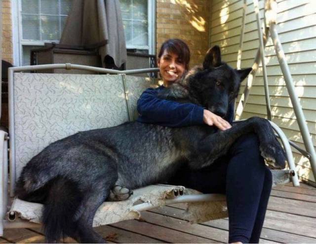 Ce chien est gigantesque