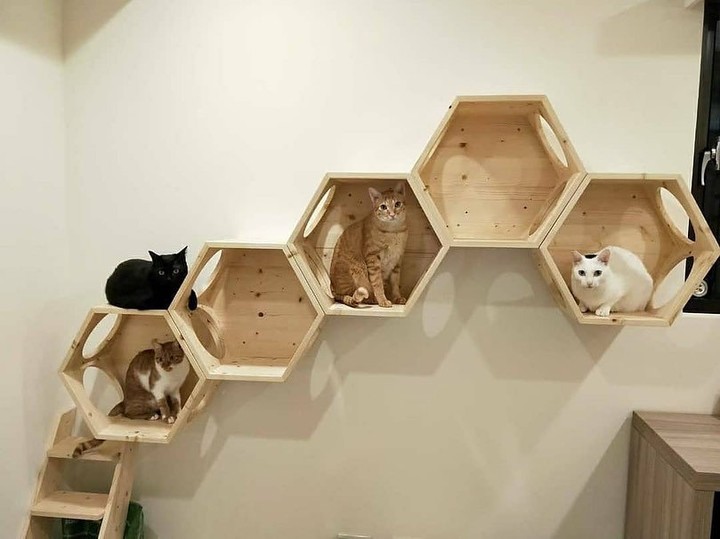 Ruches murales pour chats