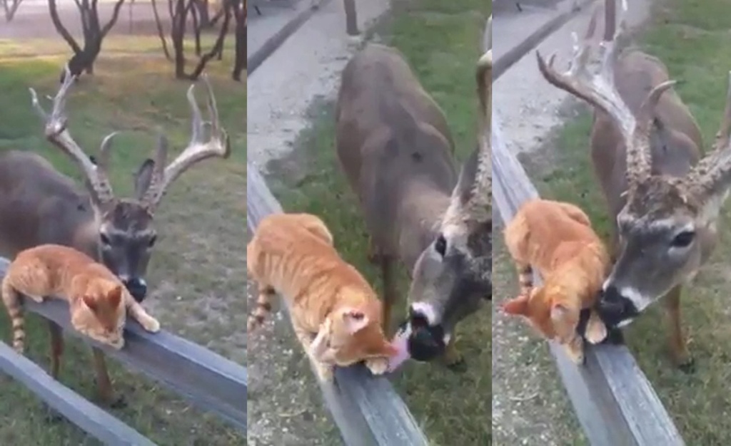 Cat and deer become best friends