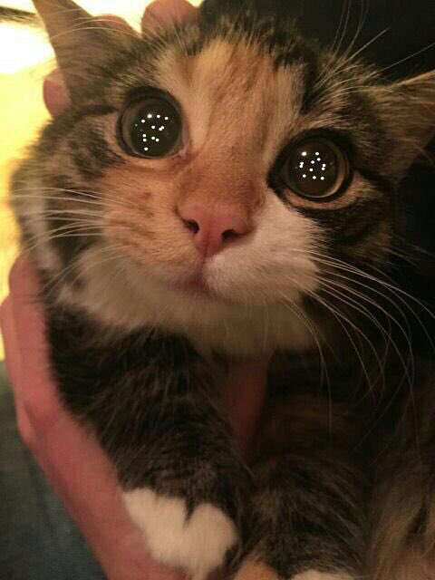 Chat qui fait les yeux doux