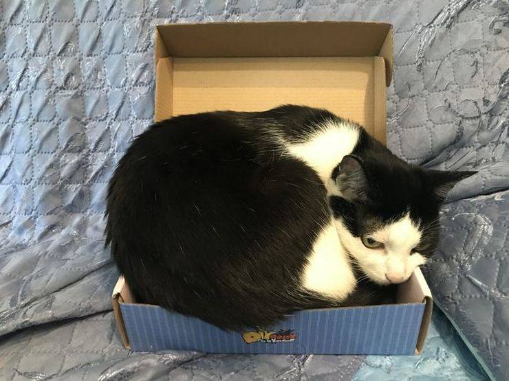 Un chat dans une boîte en carto