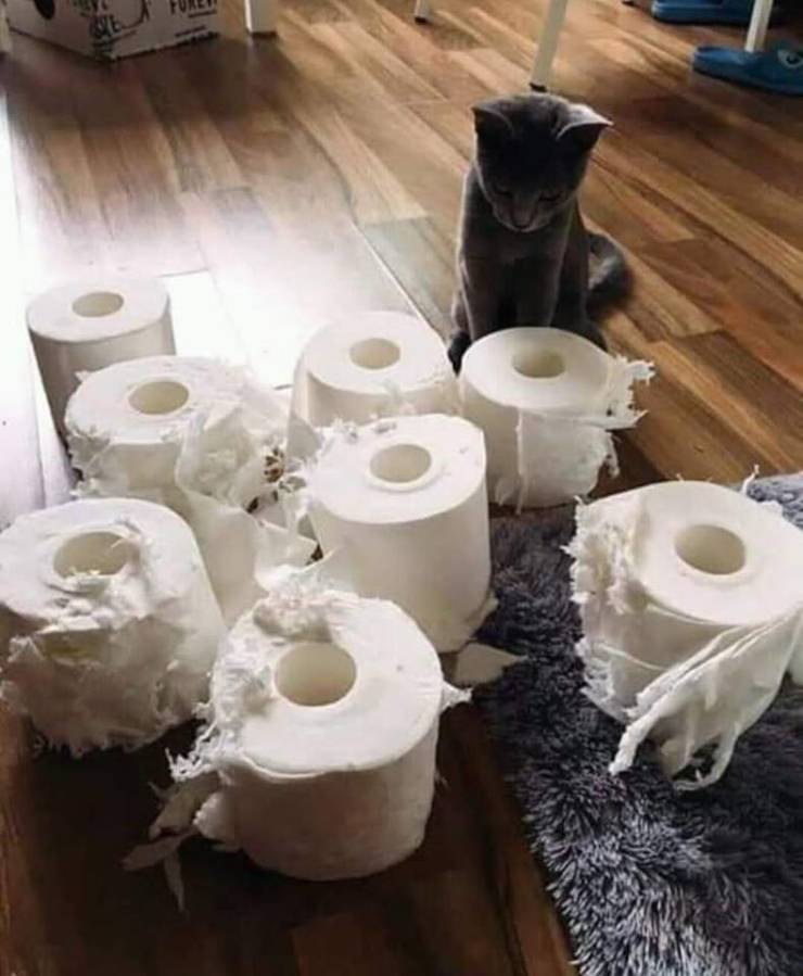 Chat VS papier toilette