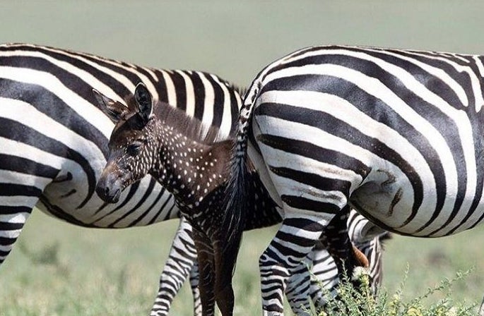 A small zebra with white dots