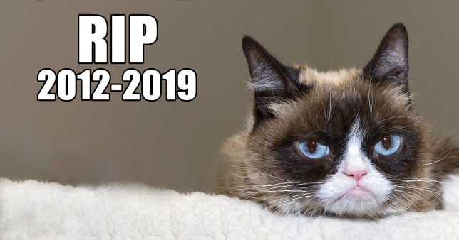 Grumpy Cat Is Dead