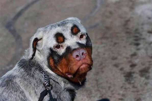 Rottweiler atteint de vitiligo